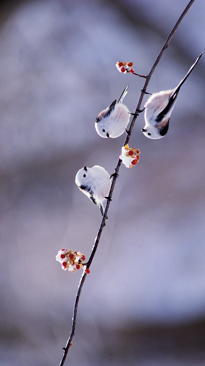 【今日立春】长尾山雀，日本 (© Gou...
