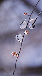 【今日立春】长尾山雀，日本 (© Gouichi Wada/Nature Production/MINDEN PICTURES INC)<br/>立春是农历二十四节气中的第一个节气，立春是从天文上来划分的，而在自然界、在人们的心目中，春意味着风和日暖，鸟语花香；春也意味着万物生长，农家播种。冰雪开始融化，长尾山雀也开始活动起来，站在融化了雪的枝头，欢快的鸣叫着。<br/>2017-02-03