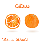 Watercolor vector citrus fruits 水彩水果矢量PNG图案素材