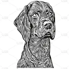 Vizslas狗线条艺术手绘矢量标志黑白宠物插图