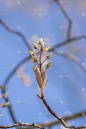 Amelanchier lamarckii deciduous flowering shrub, g