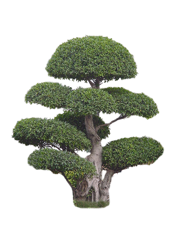 小叶榕2