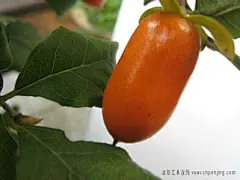 花果素材-----老鸦柿
