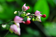 cailianren采集到花叶菩提