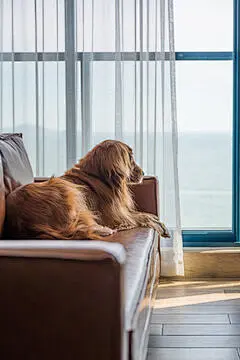 点击来源直接获取大图文件 |Golden retriever lying on the sofa