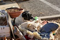 点击来源直接获取大图文件 |Two stray dogs lying together outdoors in winter