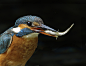 Photograph Female Kingfisher by Alex Berryman on 500px