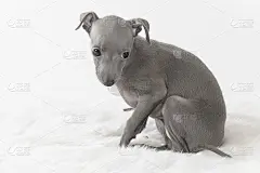 意大利灵缇犬小狗