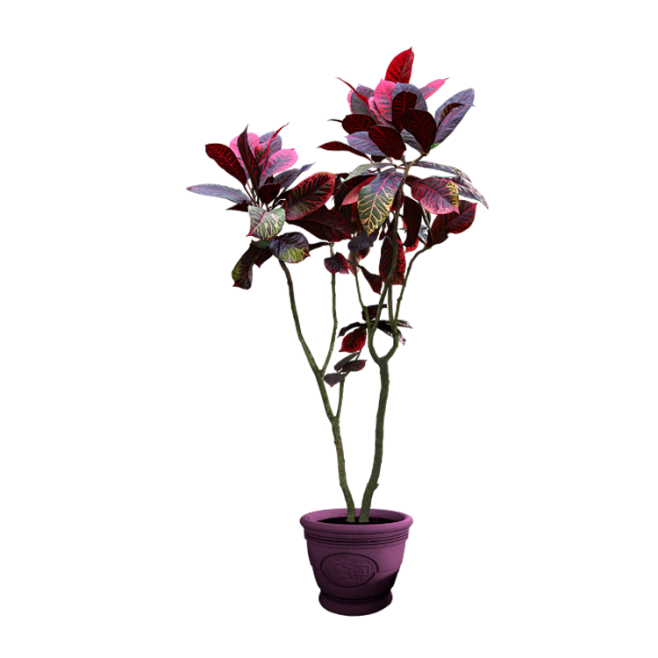 花枝花草免抠PNG图片素材（第④集)