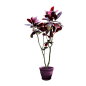 花枝花草免抠PNG图片素材（第④集)