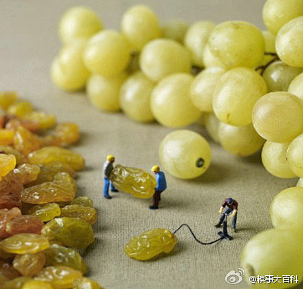 葡萄是怎么来的~「转」
