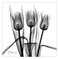 albert-koetsier-tulip-trio-in-black-and-white.jpg