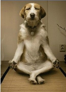 我在冥想今晚是吃骨头呢还是吃火腿呢不要打扰我