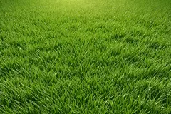 自然风景绿色小草图片