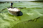 2013年7月19日，安徽巢湖东半湖孙村一带蓝藻粘稠，几成冻湖，水体发出阵阵腥臭。一位渔民从散发腥臭的蓝藻中上岸。