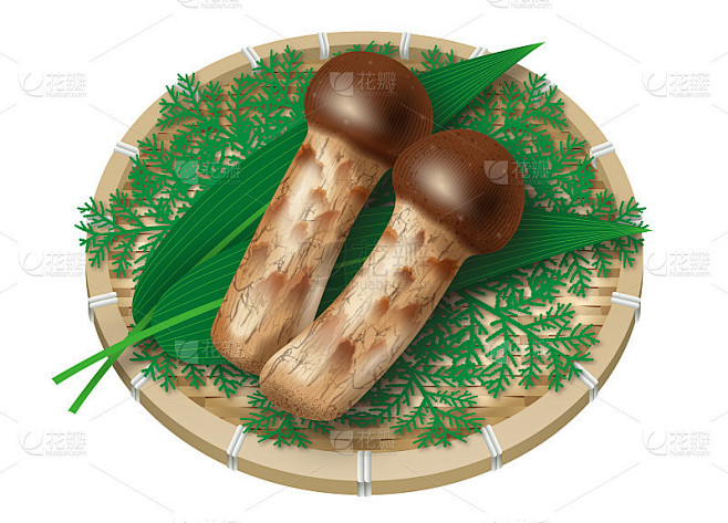 松茸插图。日本的成分。