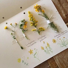 调停者采集到花艺