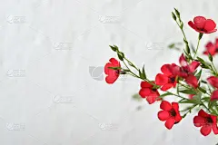 红色,母亲节,留白,背景,周年纪念,请柬,贺卡,清新,浪漫,情人节卡