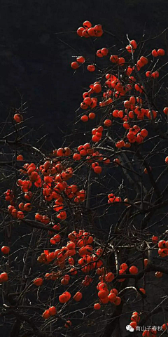 花犯花犯花犯采集到好看的