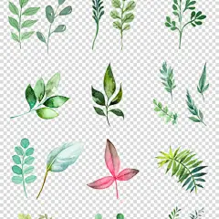 森系北欧热带雨林手绘水彩树叶花朵绿植插画设计素材