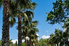 棕榈华盛顿filifera俗称加州扇棕榈在度假小镇阿德勒。在蓝色的春天天空的背景下，南方文化的棕榈巷
