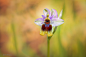 叶兰 Ophrys tenthredinifera兰科叶兰属
Ophrys tenthredinifera by Antonio Rodriguez on 500px