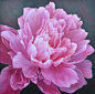 英国画家Marianne Broome作品——花之魅