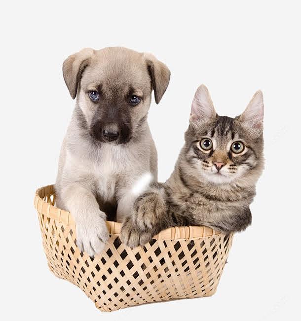 竹筐中的猫和狗免抠png素材_新图网ix...
