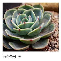 莹莹鲁的多肉名片