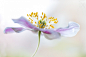 【高清图片】色彩构图极为出色 可做壁纸的花卉摄影 第8页 -ZOL数码影像