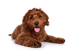 点击来源直接获取大图文件 |Adorable red Cobberdog aka Labradoodle dog puppy, laying down facing front. Looking straight to camera, tongue out. Isolated on a white background.