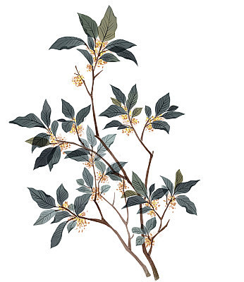 桂花2
