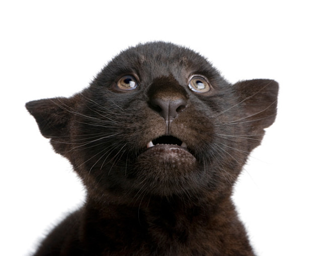 black jaguar cub