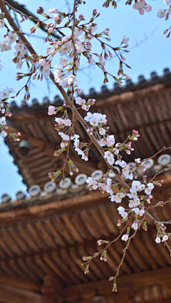 七个小李子采集到para para sakura