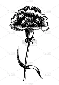 手绘康乃馨花插图。