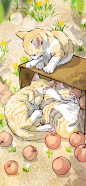箱子三只橘猫 两只睡觉 一只在箱子上面理毛