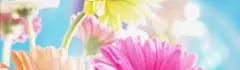 虚化花瓣淘宝女装banner壁纸高清素材 唯美 壁纸 朦胧 素材 色彩 鲜花 背景 设计图片 免费下载