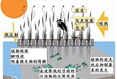 灯火阑珊南海采集到人与自然