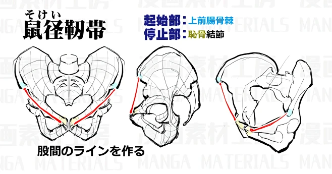 胴体の研究①・基本の骨と筋肉解説(前面)_24-花瓣网