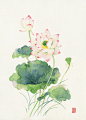 水墨荷花13