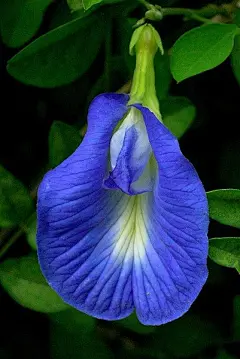 甜豌豆花