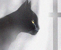 晚安sam采集到猫