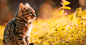 Tabby Kitten Sitting on the Grass · Free Stock Photo