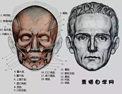 sjikld采集到头