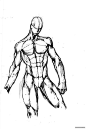 百家人体结构画法 之 躯干-肢体动作