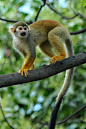 灵长目·卷尾猴科·卷尾猴属：松鼠猴
