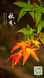 秋分9.22 节气banner