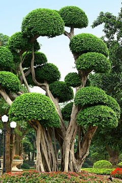 全中文昵称采集到景观植物