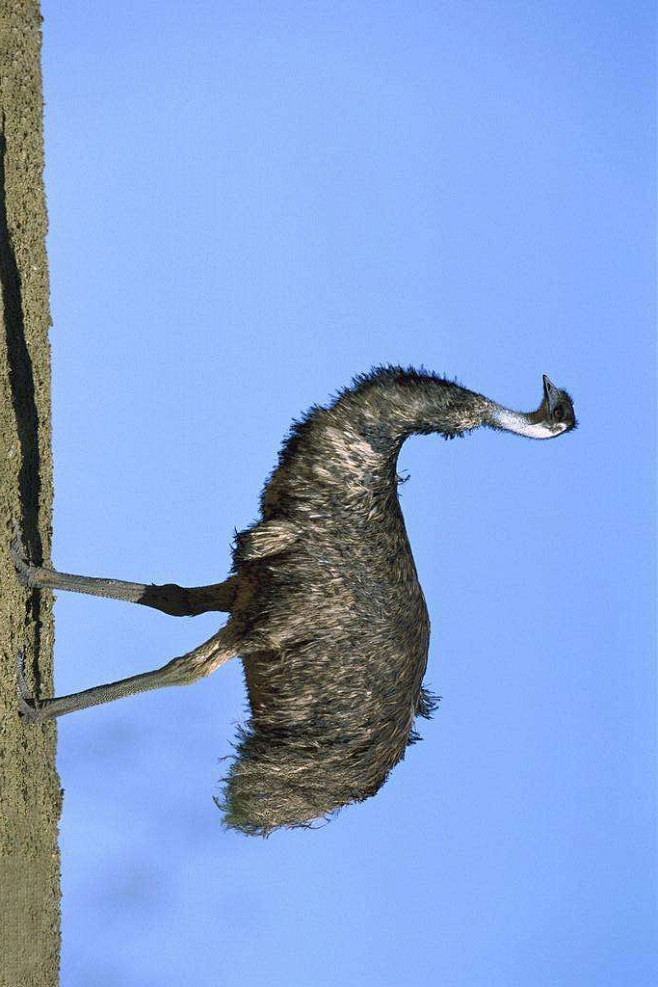 鹤鸵目鸸鹋科鸸鹋属鸸鹋