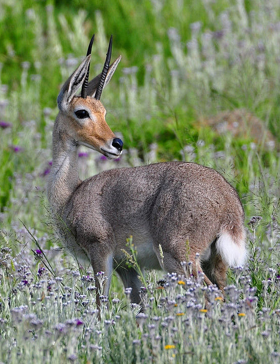 偶蹄目反刍亚目牛科短角羚亚科短角羚